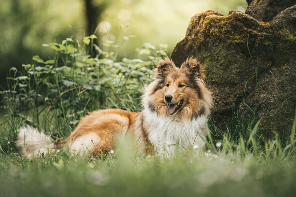 Hund Collie Rasse outdoor Duesseldorf Fotoshooting Fotograf