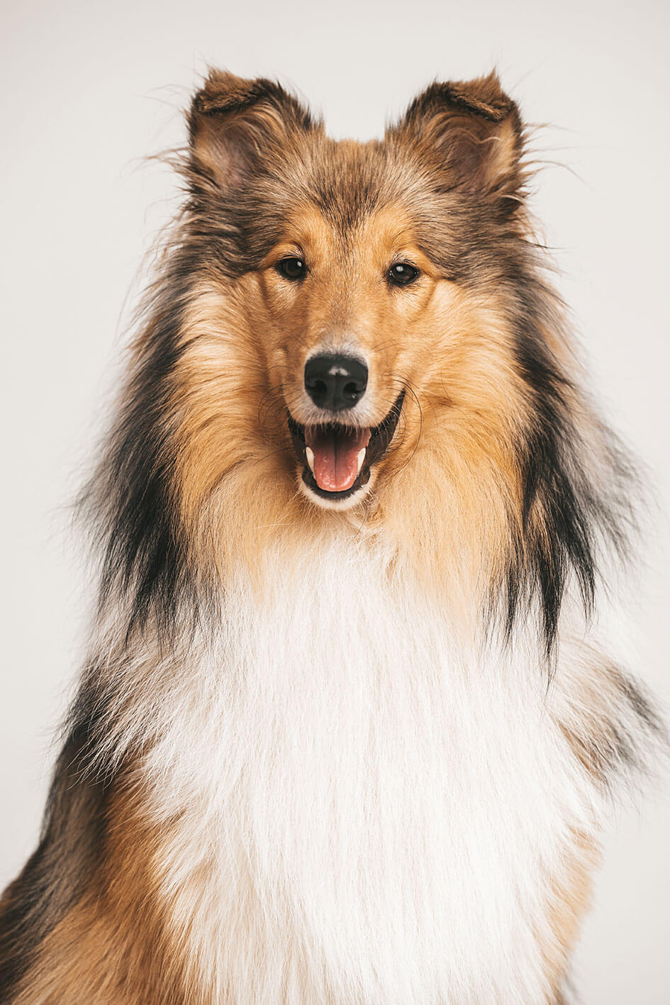 Hund Portrait Fotostudio Duesseldorf Collie
