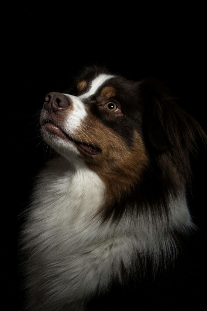 Hund Portrait Studio Fotostudio Aussie Border Collie Duesseldorf