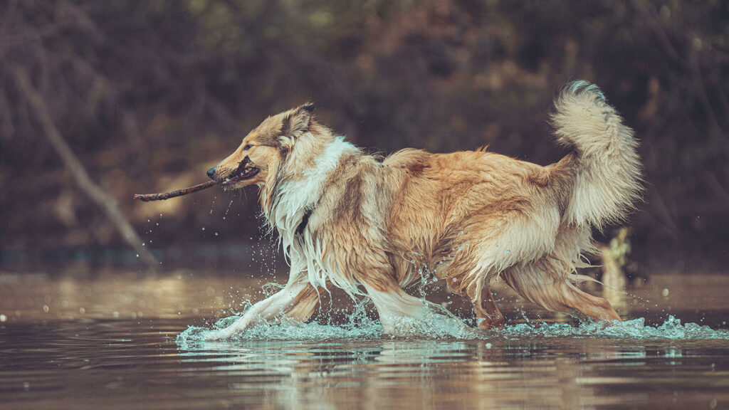 Hund Wasser outdoor Collie Fotograf Duesseldorf