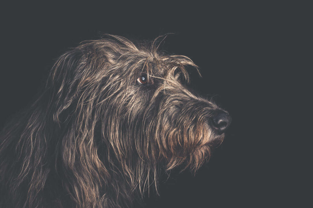 Scottish Deerehound Fotostudio Portrait Hund Duesseldorf Rasse